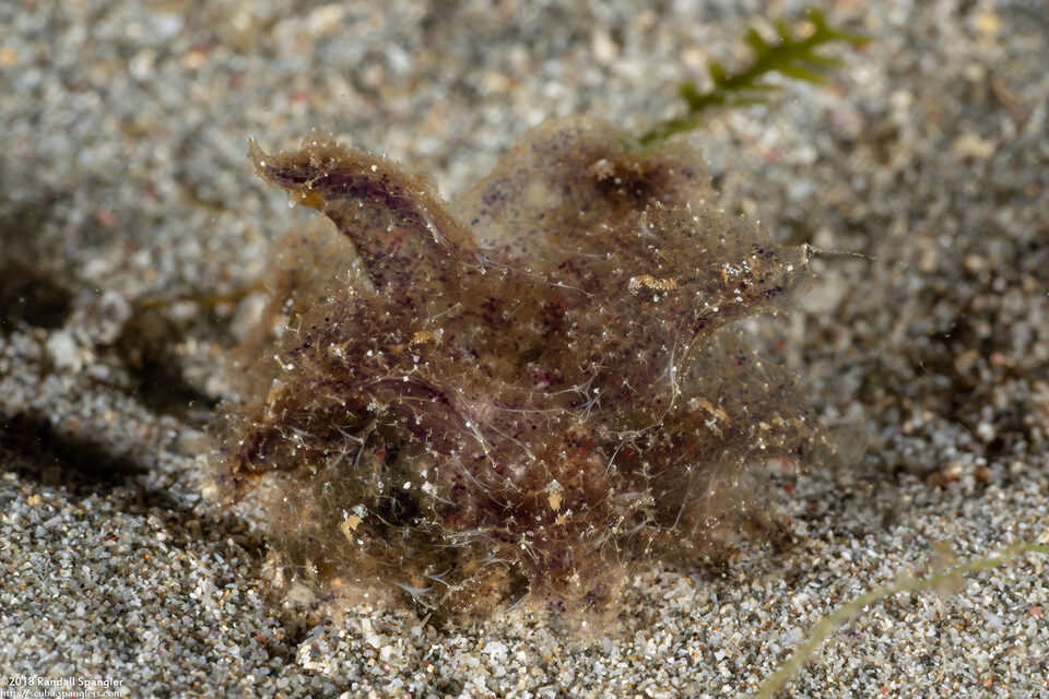 Polybranchia jannae (Black-Dotted Polybranchia)