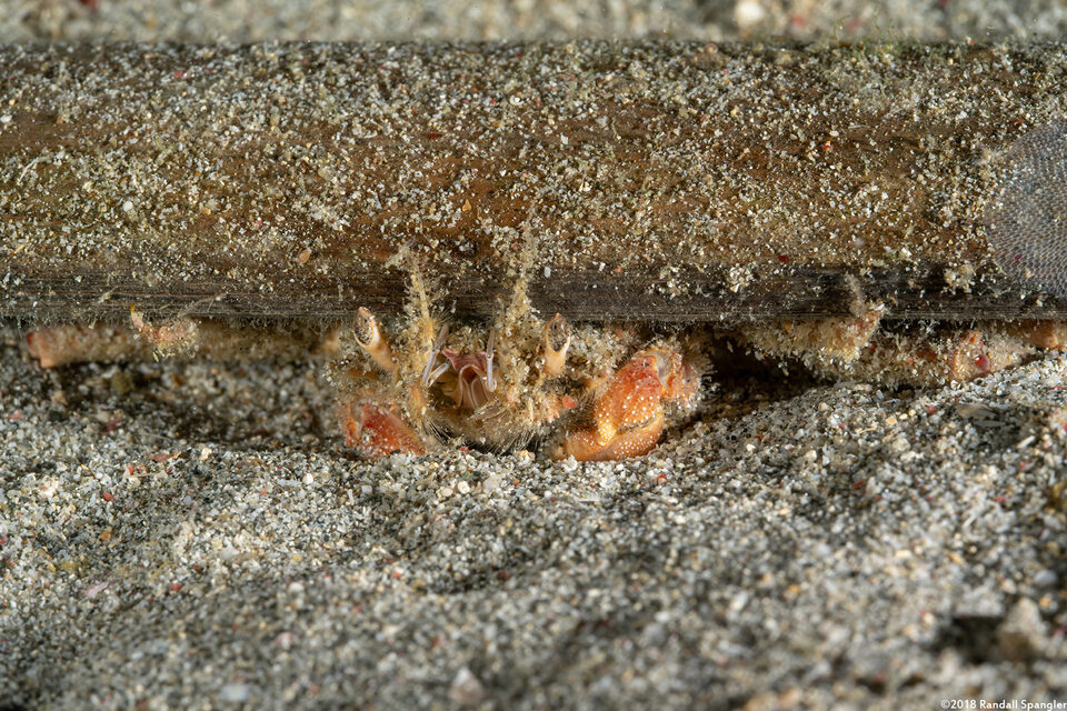 Dorippe frascone (Urchin Carry Crab)