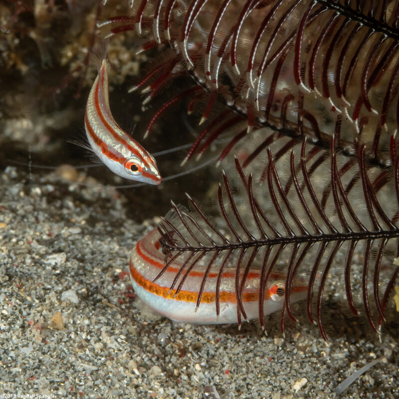 Halichoeres hartzfeldii (Goldstripe Wrasse)