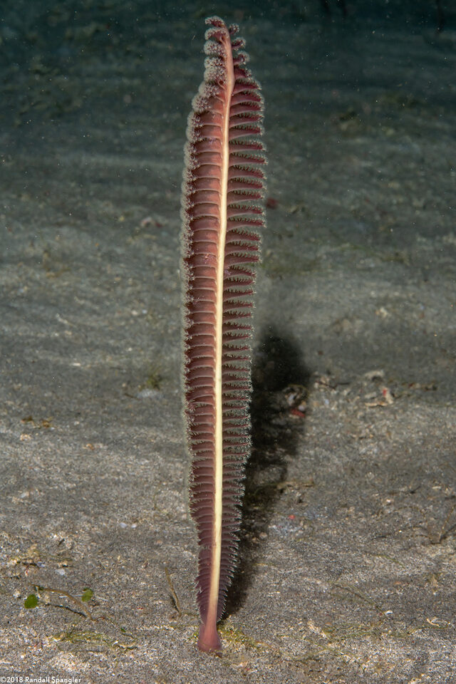 Virgularia sp.2 (Virgularia sp.2)