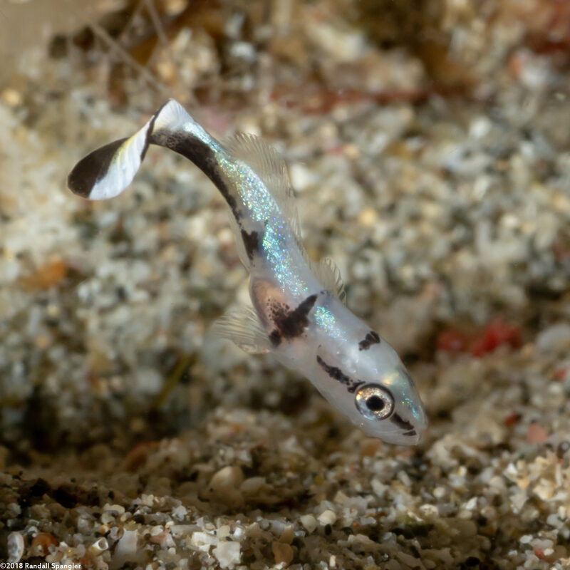 Diagramma pictum (Silver Sweetlips)