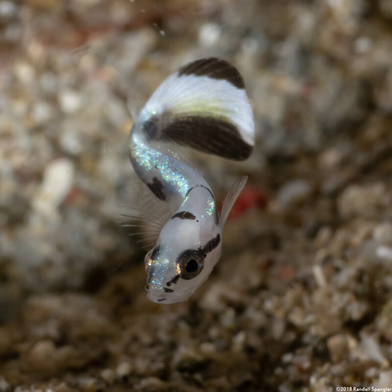 Diagramma pictum (Silver Sweetlips)