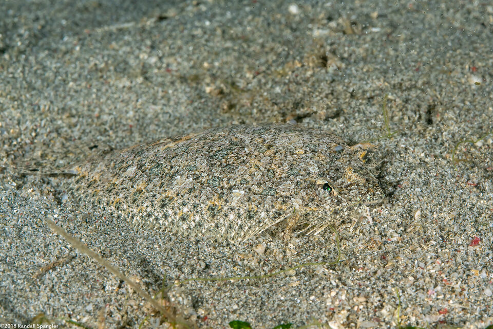Engyprosopon grandisquama (Twospot Dwarf Flounder)