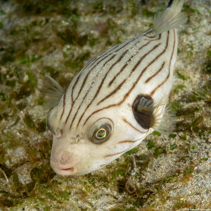 Arothron manilensis (Striped Puffer)