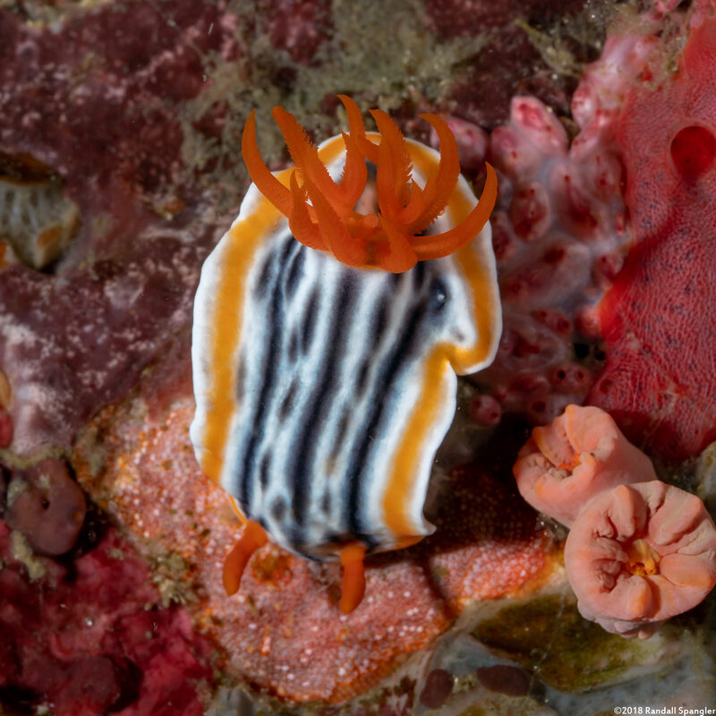 Chromodoris magnifica (Magnificent Chromodoris)