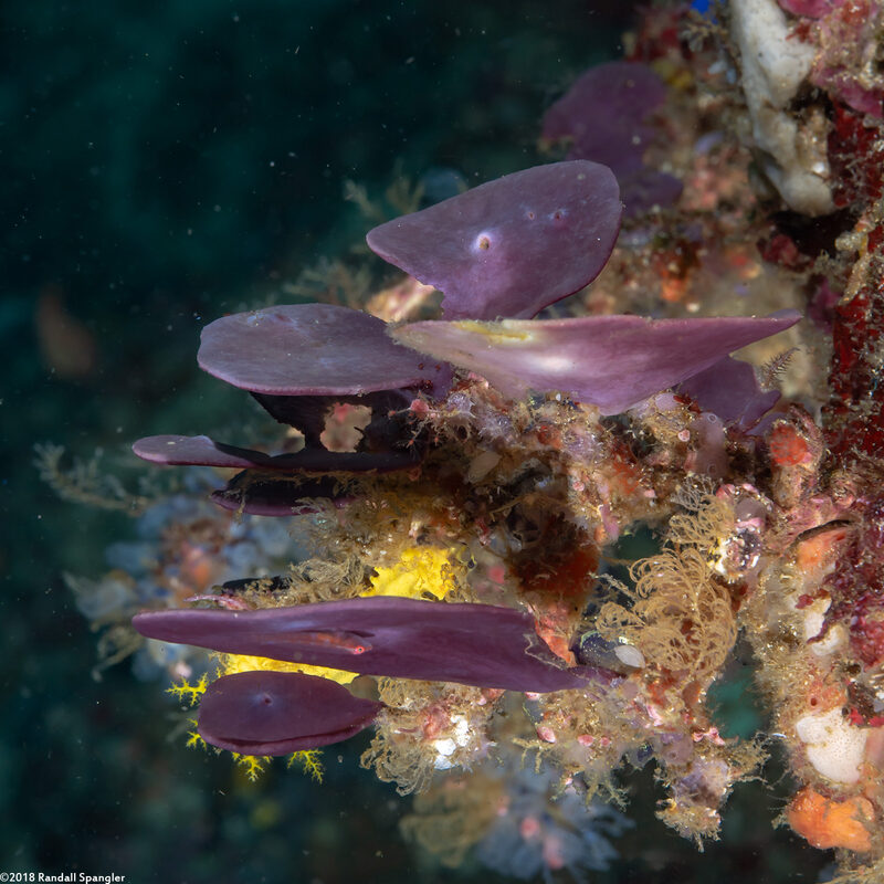 Ianthella basta (Elephant Ear Sponge)