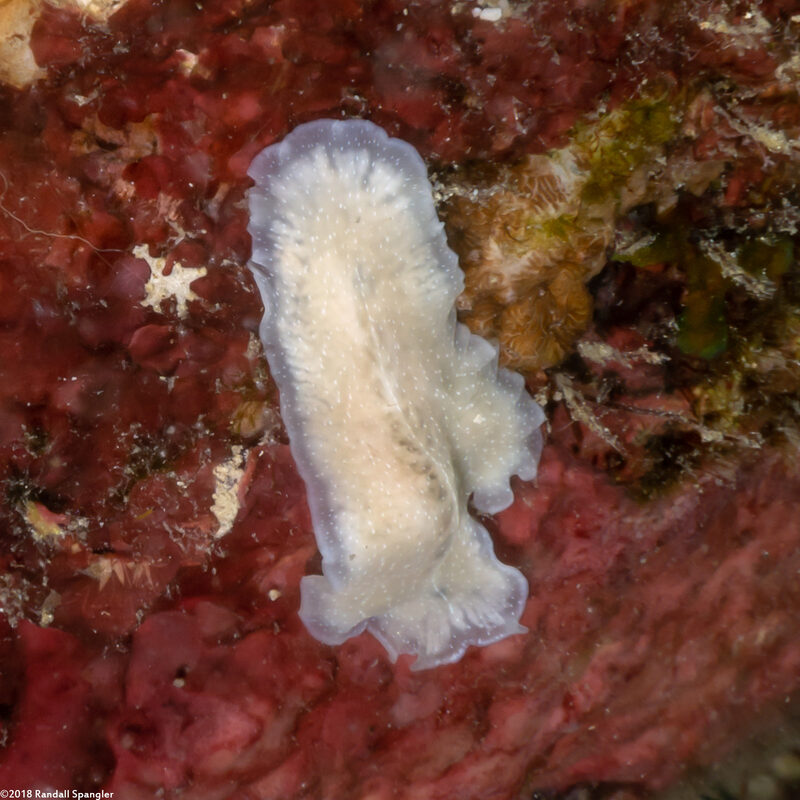 Phrikoceros sp.1 (Phrikoceros sp.1)