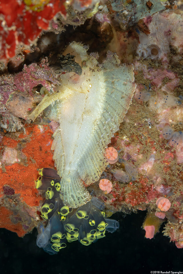 Taenianotus triacanthus (Leaf Scorpionfish)