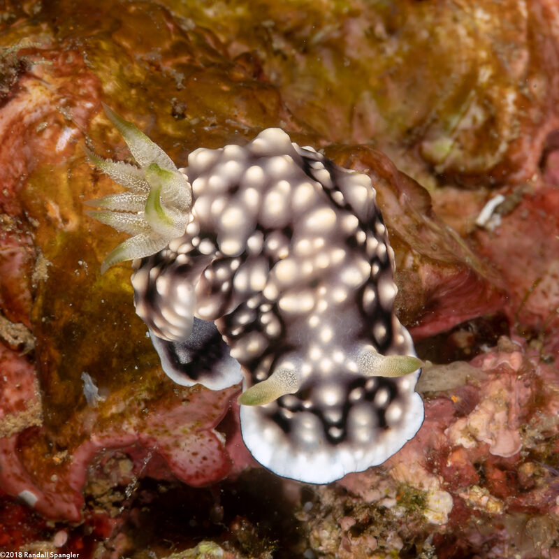 Goniobranchus geometricus (Geometric Chromodoris)