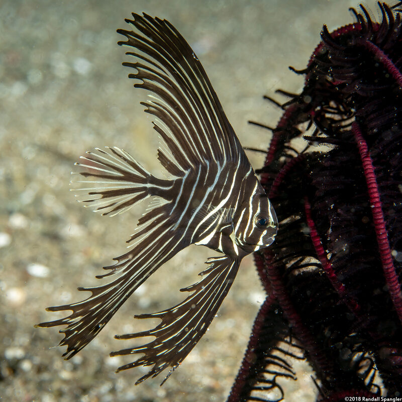 Platax batavianus (Batavia Spadefish)