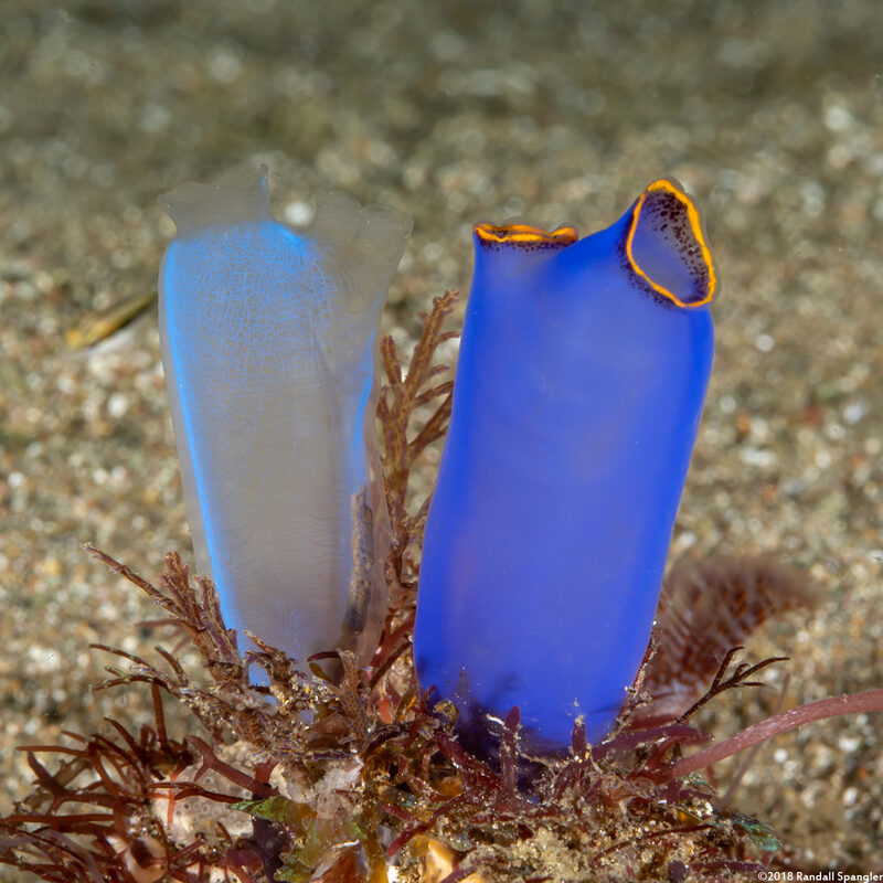 Clavelina coerulea (Clavelina Coerulea)