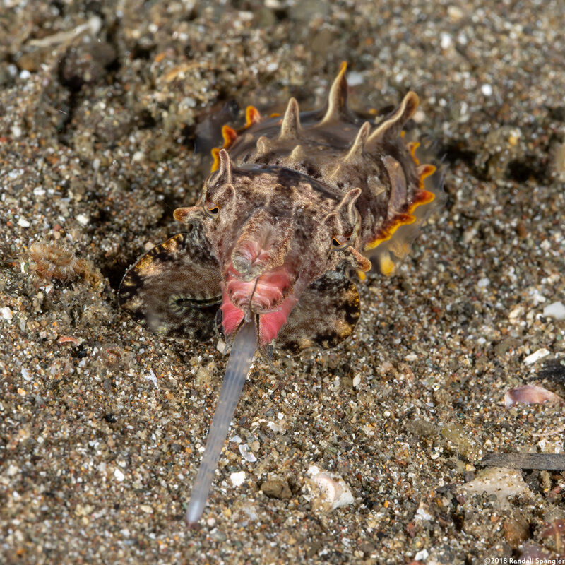 Metasepia pfefferi (Flamboyant Cuttlefish)
