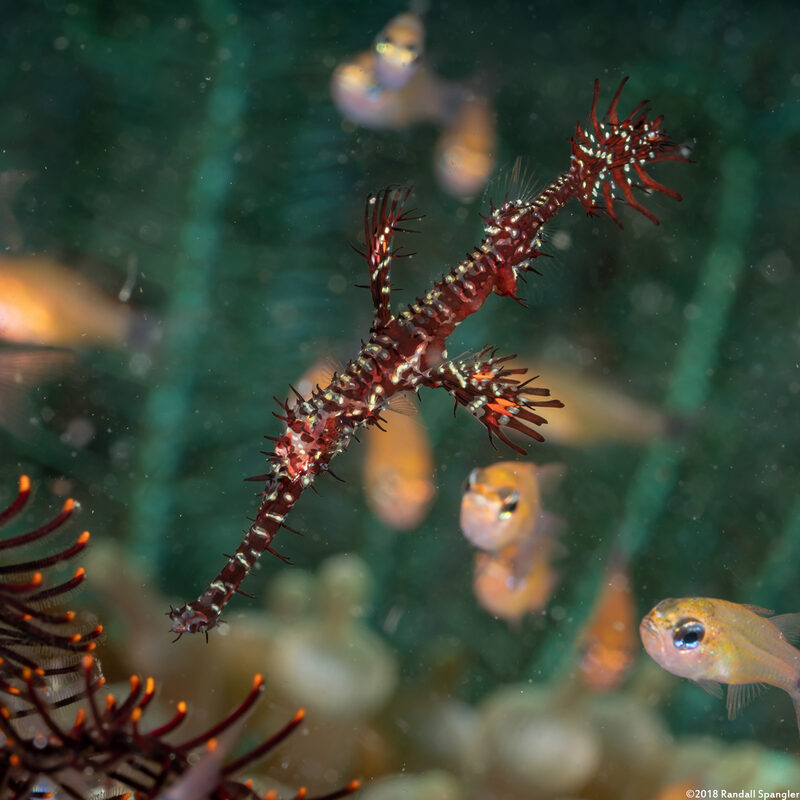 Solenostomus paradoxus (Ornate Ghost Pipefish)