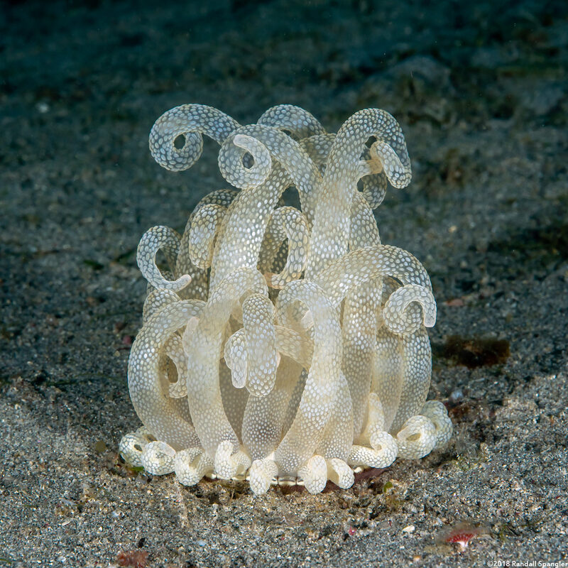 Dofleinia armata (Armed Anemone)