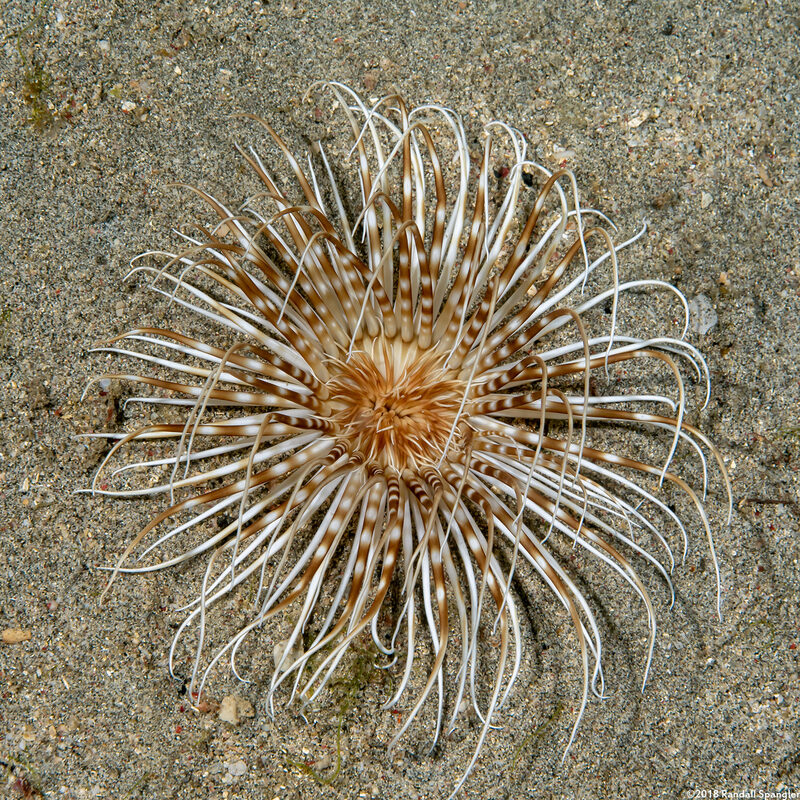 Pachycerianthus maua (Banded Tube Anemone)