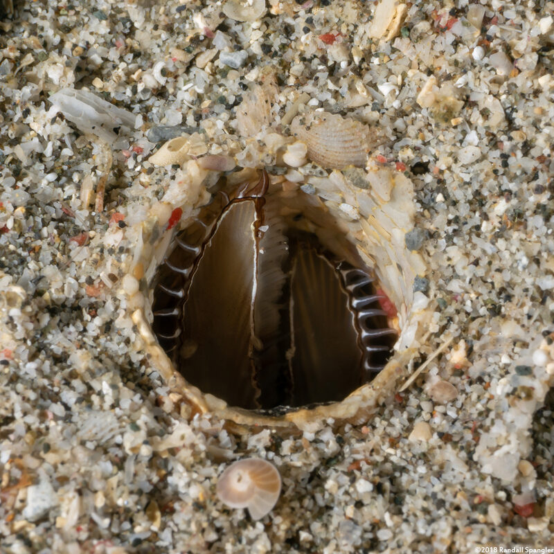 Lygdamis sp.1 (Lygdamis sp.1)