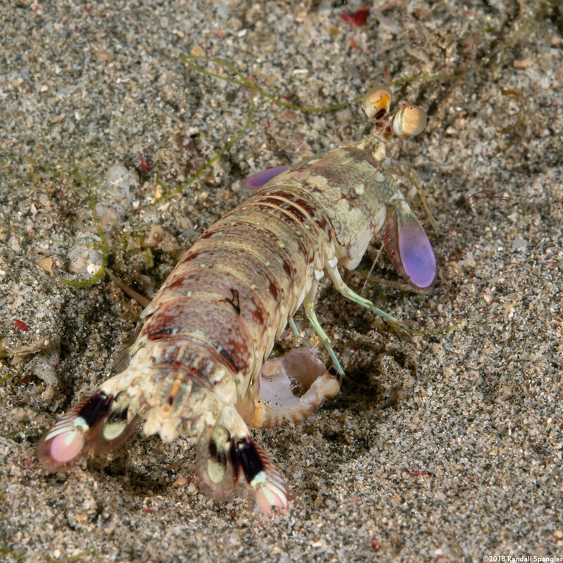 Odontodactylus latirostris (Pink-Eared Mantis)