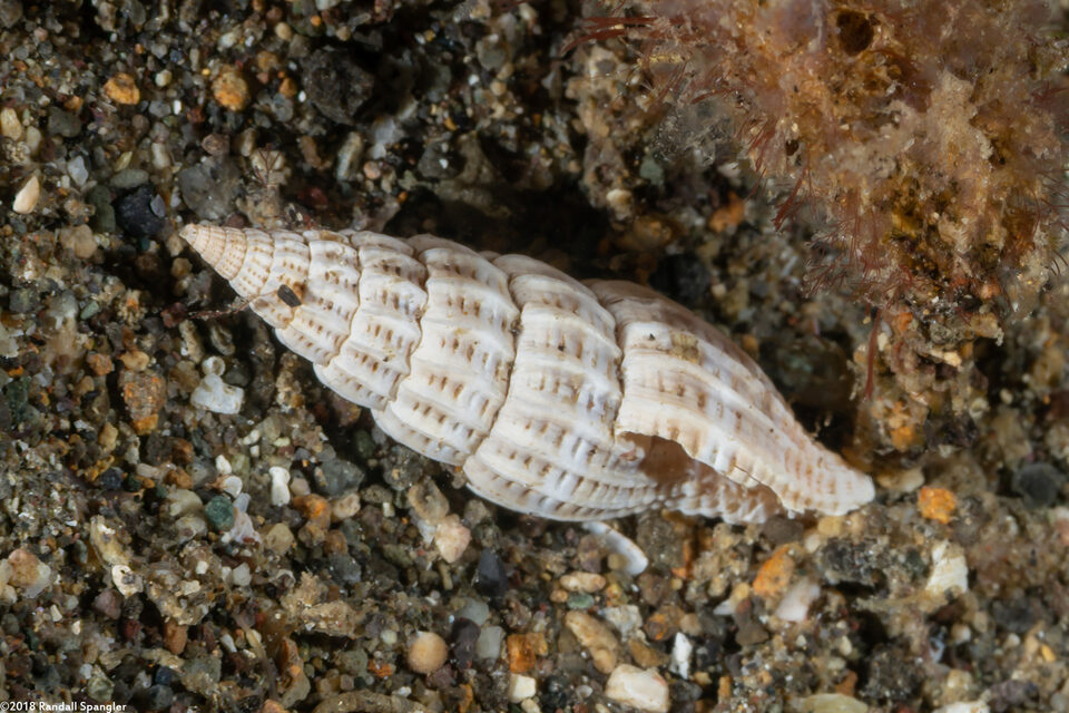 Vexillum approximatum (Approximate Miter)