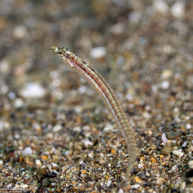 Trichonotus elegans (Threadfin Sand Diver)