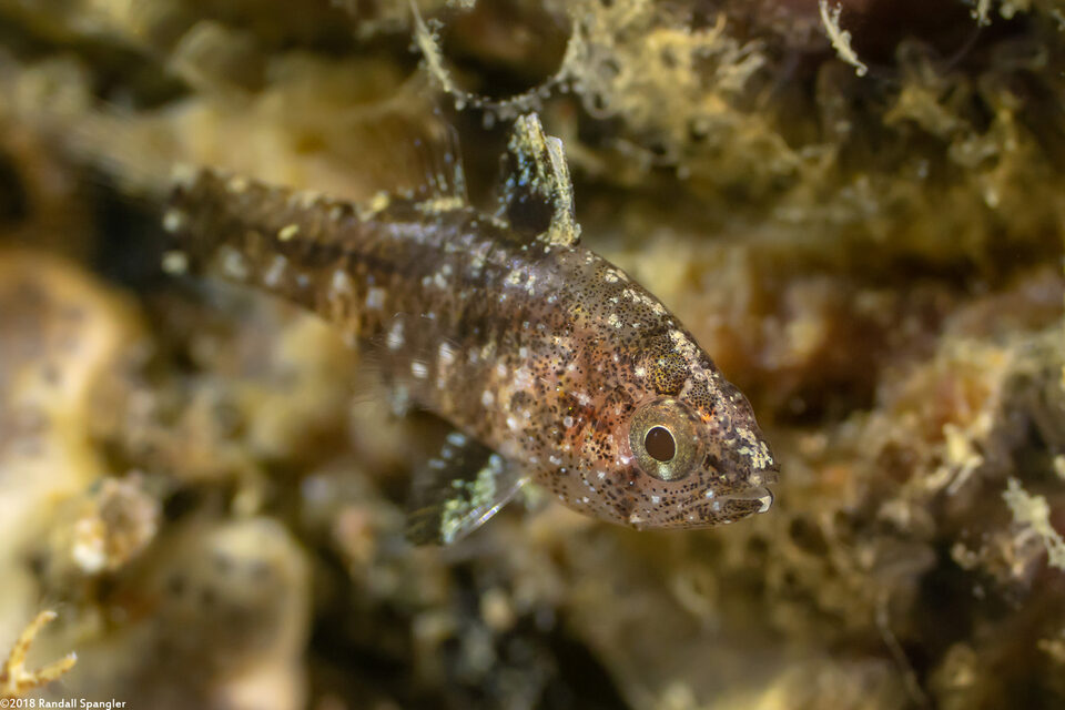 Foa fo (Weedy Cardinalfish)
