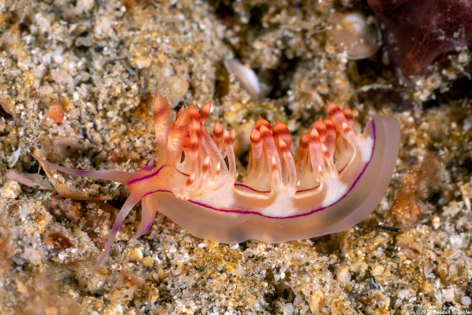 Coryphellina flamma (Flame Coryphellina)