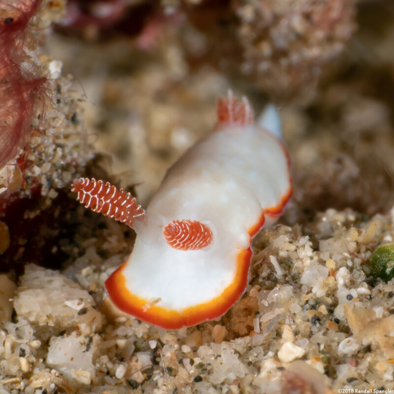 Goniobranchus verrieri (Two-Band Chromodoris)