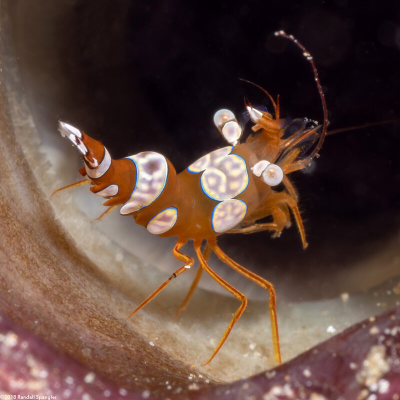 Thor amboinensis (Squat Shrimp)