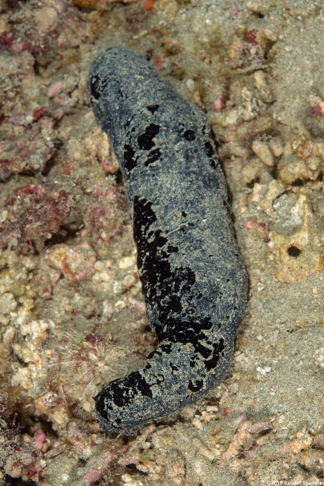 Holothuria atra (Black Sea Cucumber)