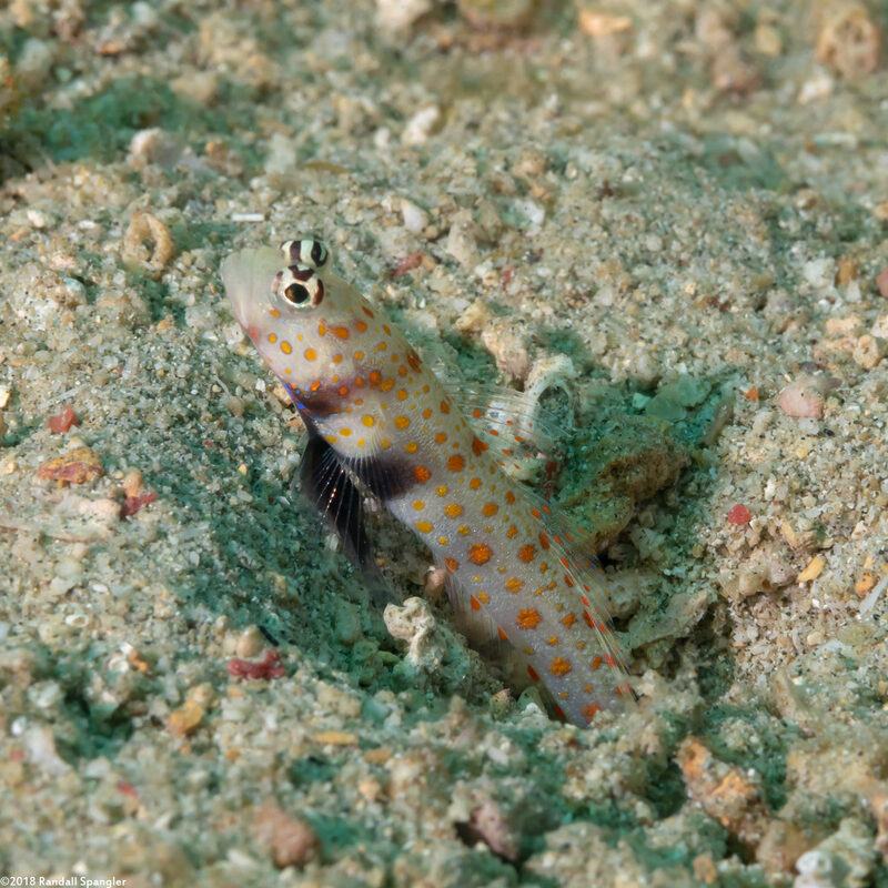 Amblyeleotris guttata (Spotted Shrimpgoby)