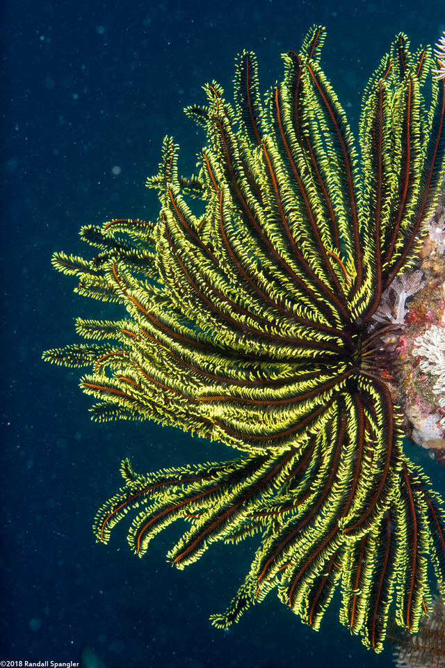 Anneissia bennetti (Bennett's Feather Star)
