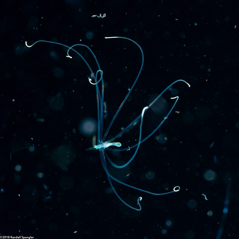 Cerianthus sp.2 (Tube-Dwelling Anemone)