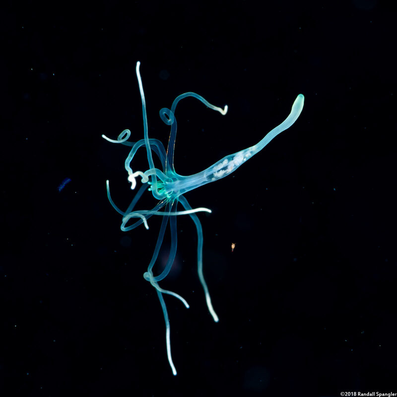 Cerianthus sp.2 (Tube-Dwelling Anemone)