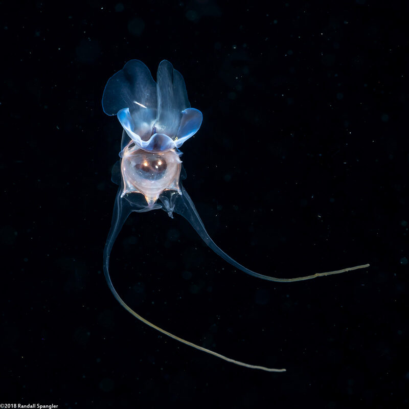 Cavolinia tridentata (Pteropod)