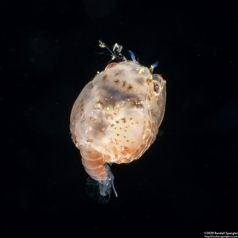 Infraorder Brachyura (Larval Crab (Megalopa Stage))