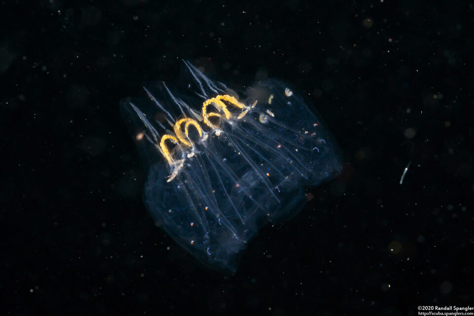 Cyclosalpa bakeri (Cyclosalpa Bakeri)