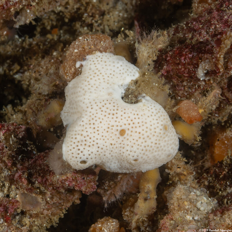 Didemnum sp.4 (Didemnum sp.4)