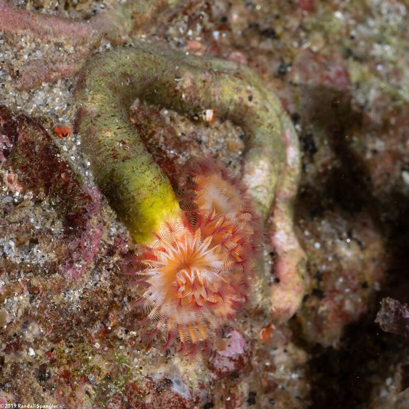 Serpula columbiana (Serpulid Worm)