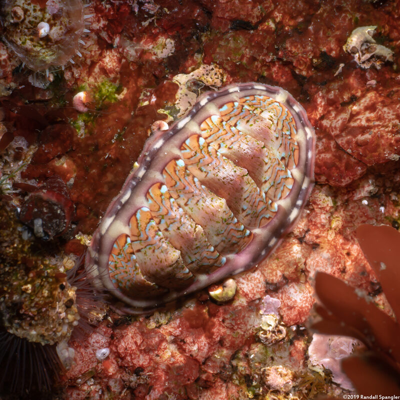 Tonicella lokii (Flame Lined Chiton)
