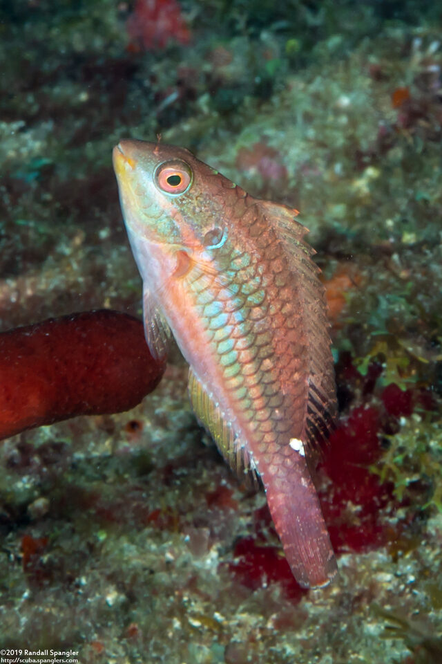 Sparisoma aurofrenatum (Redband Parrotfish)