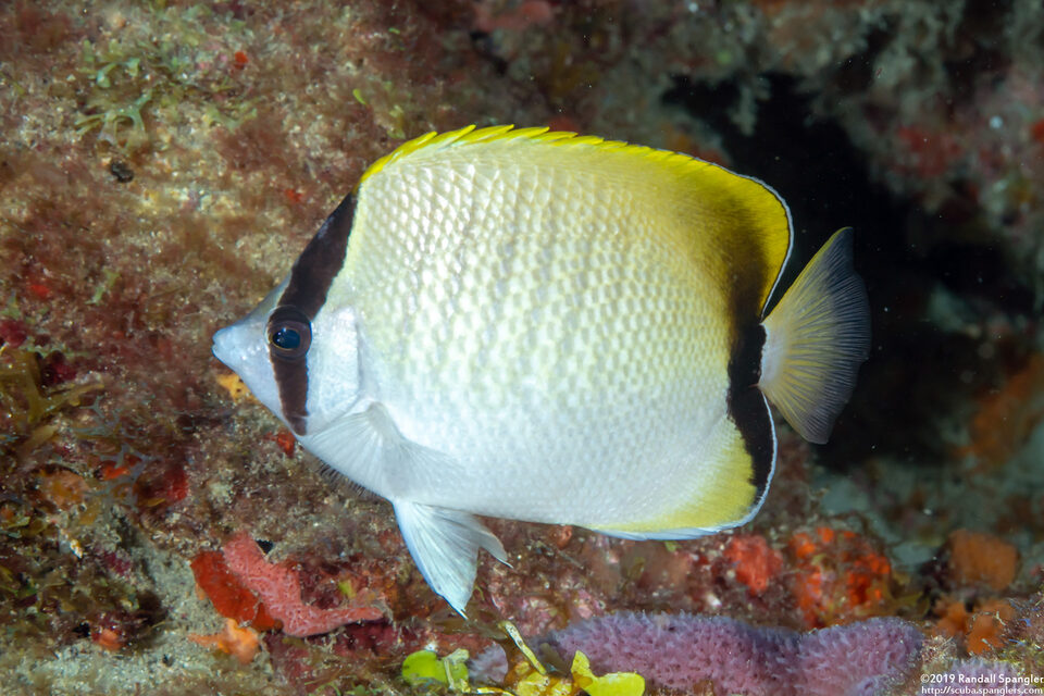 Chaetodon sedentarius (Reef Butterflyfish)