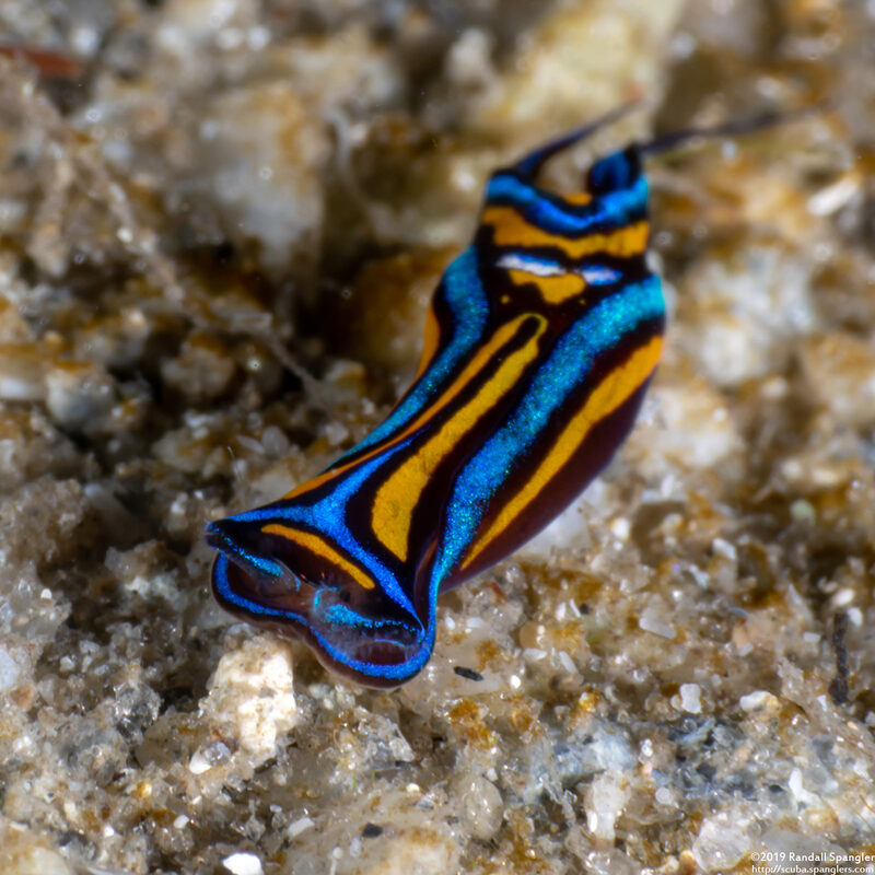 Chelidonura hirundinina (Leech Aglaja)