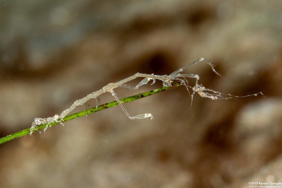 Caprella sp.1 (Skeleton Shrimp)