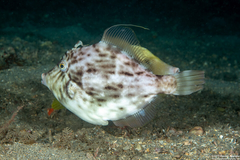Stephanolepis hispida (Planehead Filefish)