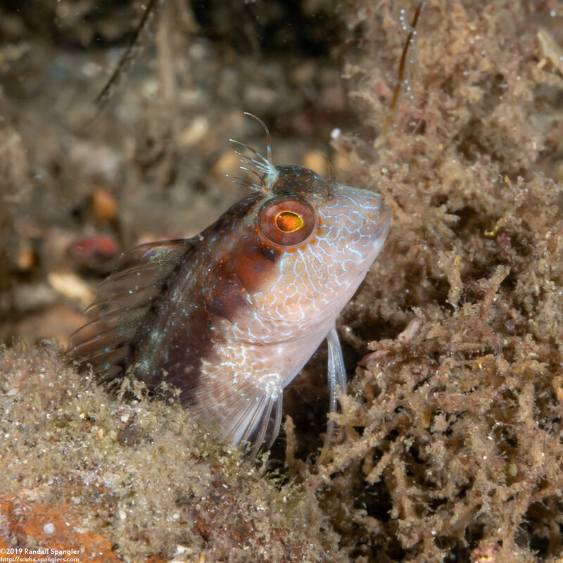 Parablennius marmoreus (Seaweed Blenny)