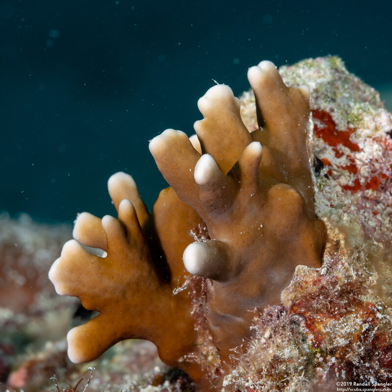 Millepora complanata (Blade Fire Coral)