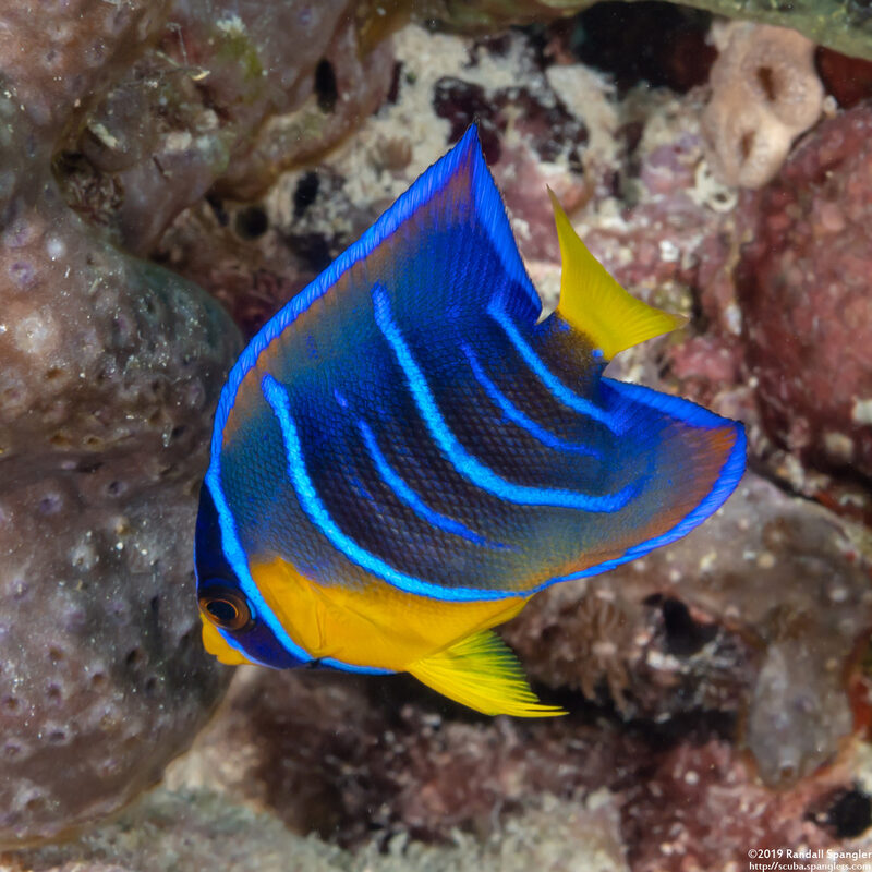 Holacanthus ciliaris (Queen Angelfish)