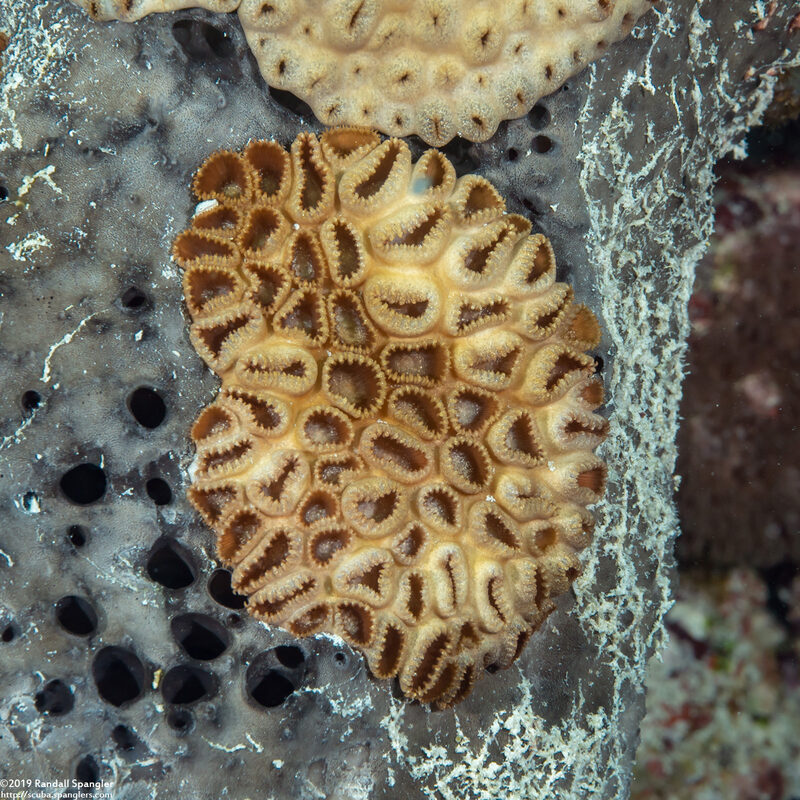 Palythoa caribaeorum (Encrusting Zoanthid)