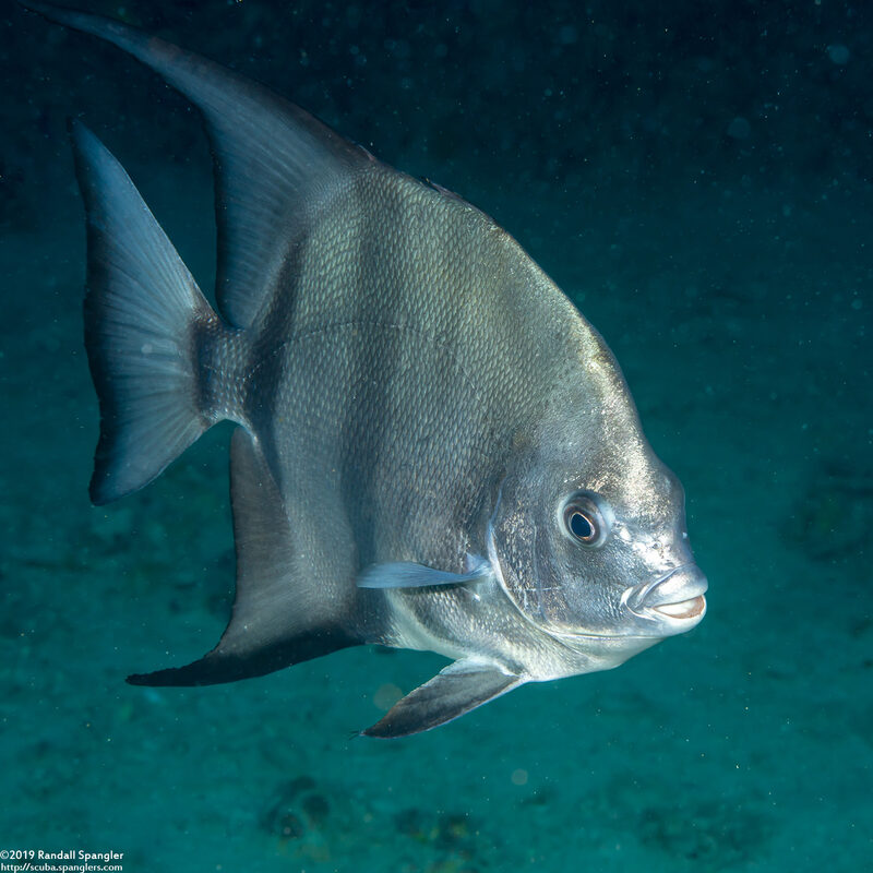 Chaetodipterus faber (Atlantic Spadefish)