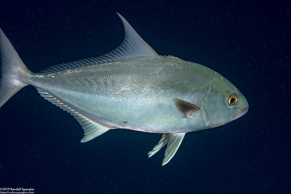 Seriola rivoliana (Almaco Jack)