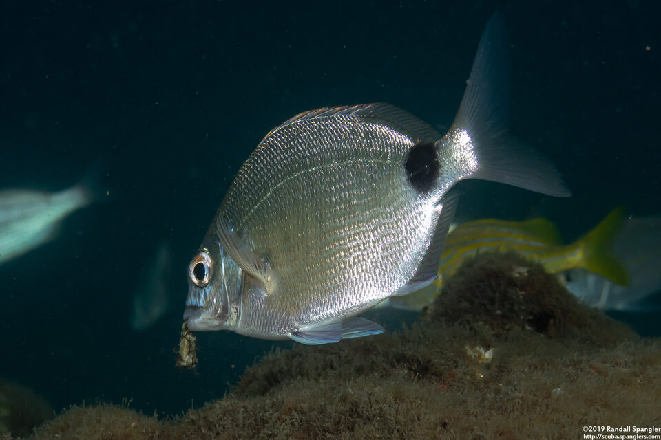 Diplodus argenteus (Silver Porgy)